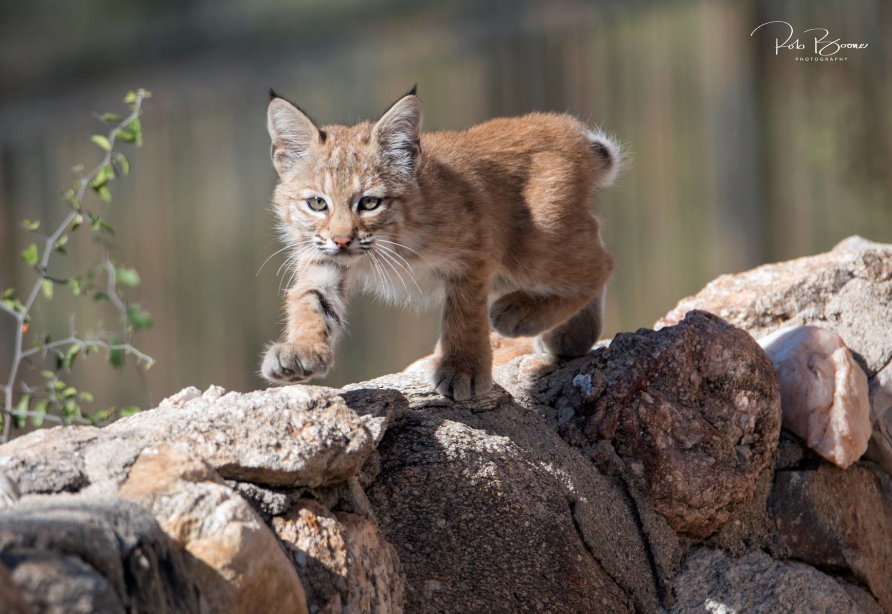 Suburban Bobcat sightings
